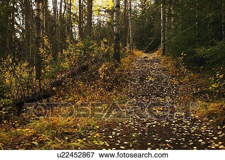 Stock Photo - Pathway through woods. Fotosearch