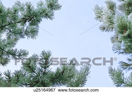 Pine branches View Large Photo Image Stock Photo - Pine branches. Fotosearch