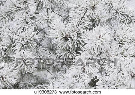 Pines covered in frost View Large Photo Image Stock Image - Pines covered in frost. Fotosearch