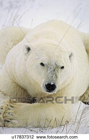 Polar Bear View Large Photo Image Stock Image - Polar Bear. Fotosearch