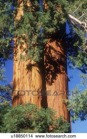 Picture - Sequoia trees. Fotosearch