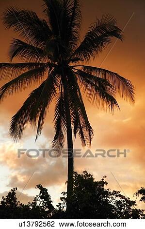 Silhouetted palm tree View Large Photo Image Stock Image - Silhouetted palm tree. Fotosearch