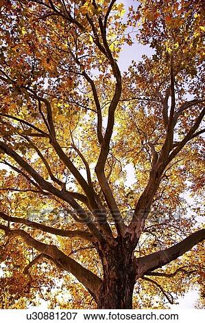 Sun filtering through a tree View Large Photo Image Stock Photo - Sun filtering through a tree. Fotosearch