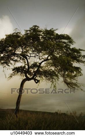 Tree and stormy sky View Large Photo Image Stock Image - Tree and stormy sky. Fotosearch