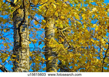 Stock Image - Tree in autumn. Fotosearch