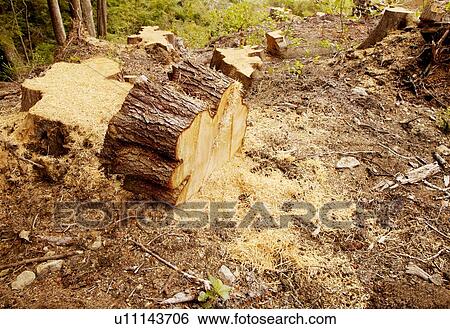 Stock Photograph - Tree stumps. Fotosearch