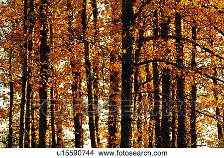 Trees in autumn View Large Photo Image Picture - Trees in autumn. Fotosearch