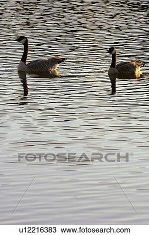 Two Canada geese on water View Large Photo Image Stock Image - Two Canada geese on water. Fotosearch