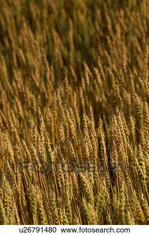 Wheat field View Large Photo Image Stock Image - Wheat field. Fotosearch