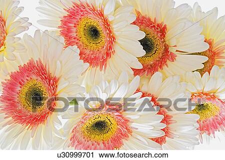 Stock Image - White and pink Gerberas. Fotosearch