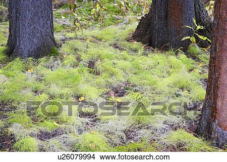 White pine seedlings View Large Photo Image Picture - White pine seedlings. Fotosearch
