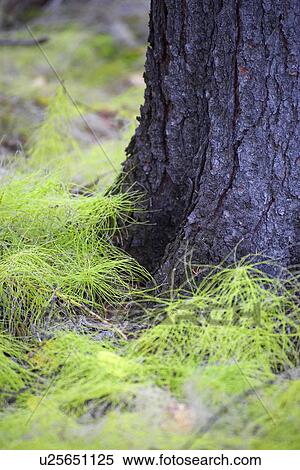 White pine seedlings View Large Photo Image Stock Photography - White pine seedlings. Fotosearch