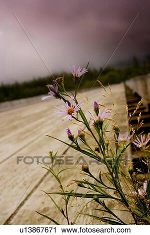 Wild flowers View Large Photo Image Stock Image - Wild flowers. Fotosearch