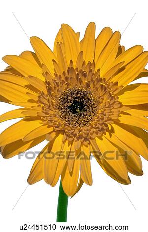 Yellow Gerbera daisy View Large Photo Image Stock Image - Yellow Gerbera daisy. Fotosearch