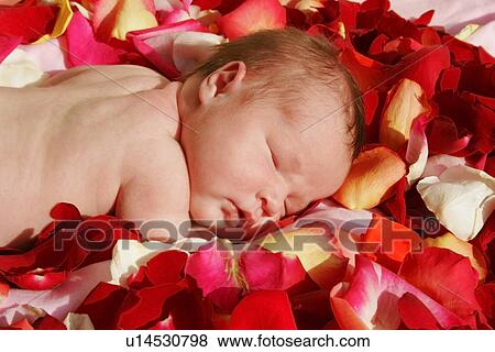 Stock Photo - Baby sleeping on a bed of rose petals. Fotosearch