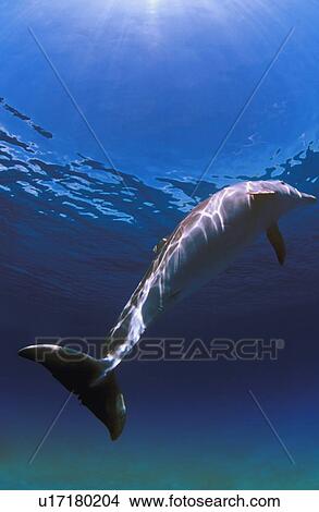 Picture - Bottlenose Dolphin. Fotosearch