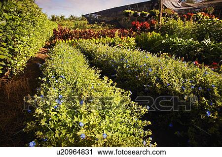 Flowers View Large Photo Image Stock Image - Flowers . Fotosearch