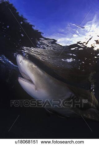 Lemon shark underwater View Large Photo Image Stock Image - Lemon shark underwater. Fotosearch