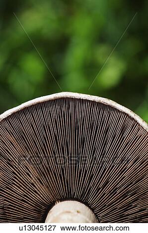 Stock Photo - Mushroom closeup. Fotosearch