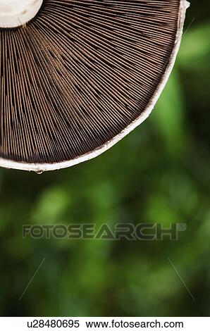 Stock Photography - Mushroom closeup. Fotosearch
