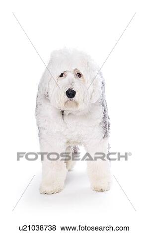 Stock Photo - Old English Sheepdog on white background. Fotosearch