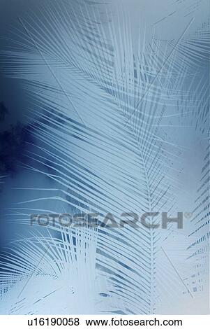 Palm branch background View Large Photo Image Stock Photo - Palm branch background. Fotosearch