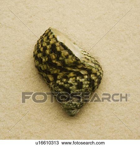 Stock Image - Seashell. Fotosearch
