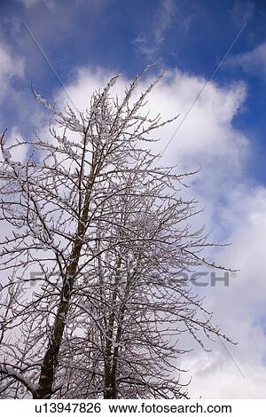 Stock Photograph - Snow-covered tree. Fotosearch