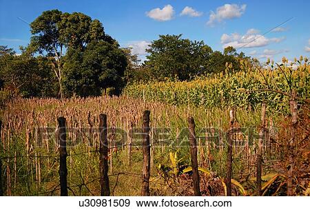 Stock Photo - Stick fence in a rural area. Fotosearch