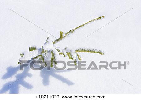 Tip of an evergreen tree View Large Photo Image Stock Photo - Tip of an evergreen tree. Fotosearch