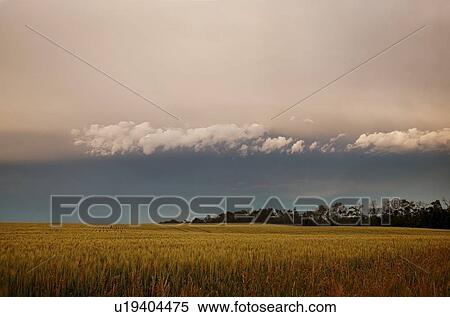Wheat field View Large Photo Image Stock Photography - Wheat field. Fotosearch