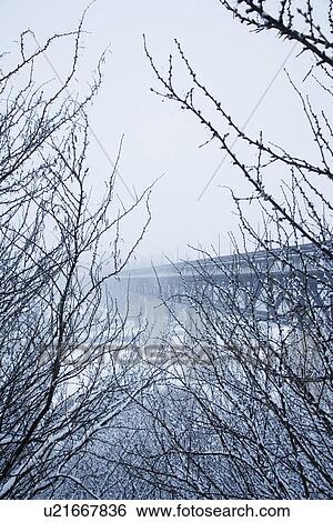 Stock Photograph - Winter branches. Fotosearch