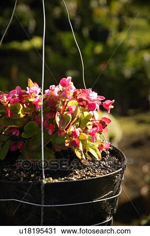 Stock Image - Pot of flowers. Fotosearch