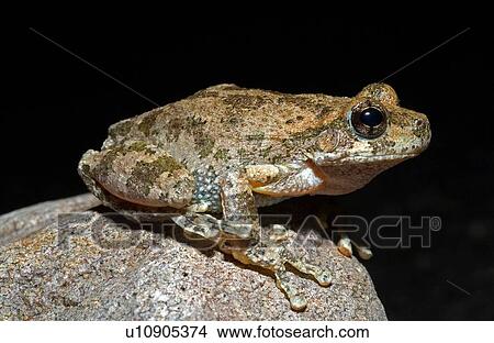 Picture - A Canyon Treefrog on a rock. Fotosearch