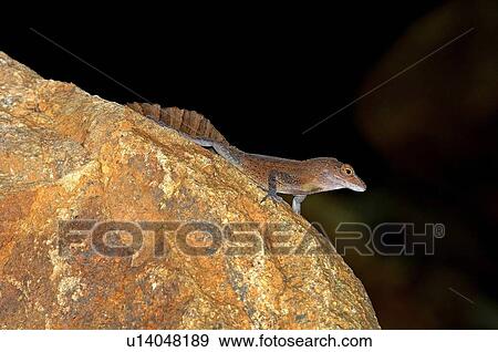 Stock Photo - A crested anole. Fotosearch