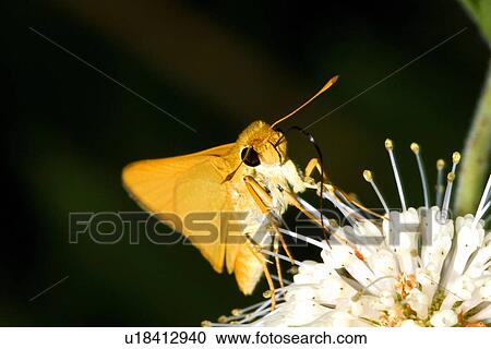 Stock Image - A Delaware skipper feeding on a flower . Fotosearch