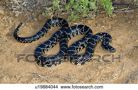 Picture - A desert kingsnake. Fotosearch