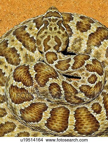 Picture - A prairie rattlesnake, Crotalus viridis, sitting on a road . Fotosearch