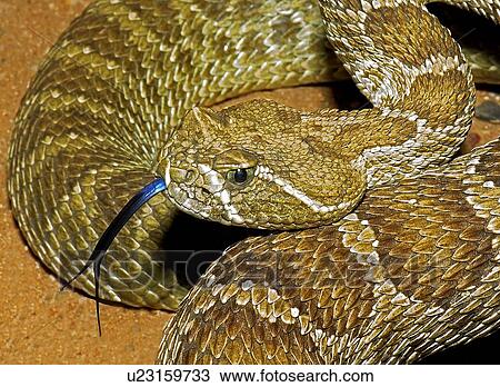 A prairie rattlesnake, Crotalus viridis, flicking it's tongue View Large Photo Image Stock Image - A prairie rattlesnake, Crotalus viridis, flicking it's tongue . Fotosearch