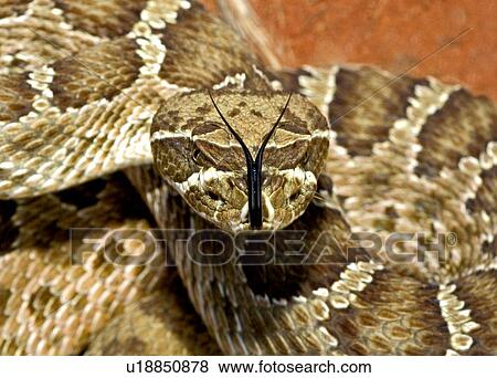 Stock Photo - A Prairie rattlesnake, Crotalus viridis viridis, in a threat display . Fotosearch