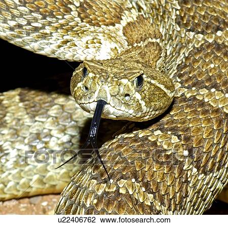 Stock Image - A prairie rattlesnake flicking its tongue . Fotosearch