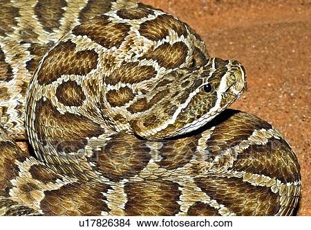 Picture - A prairie rattlesnake . Fotosearch