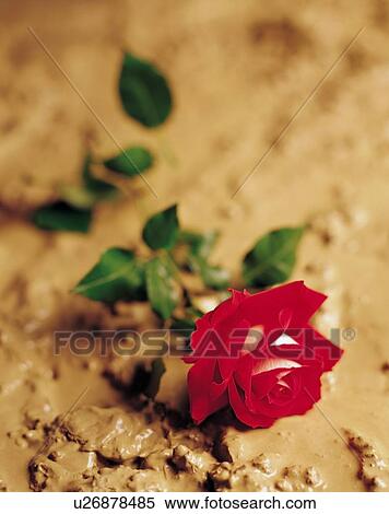 Stock Photography - A red rose laying in mud. Fotosearch
