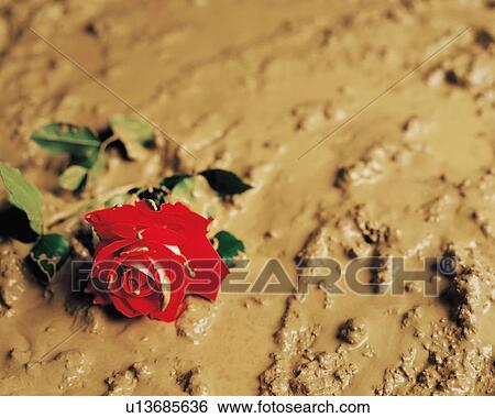 A rose discarded in mud View Large Photo Image Stock Photograph - A rose discarded in mud. Fotosearch