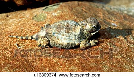 Picture - A round-tail horned lizard sitting on a rock . Fotosearch