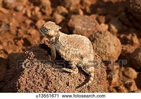 A round-tail horned lizard sitting on a rock View Large Photo Image Stock Image - A round-tail horned lizard sitting on a rock . Fotosearch