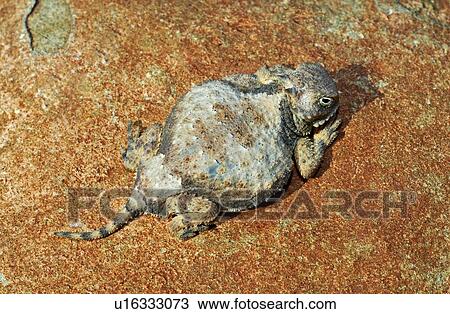 Stock Image - A round-tail horned lizard. Fotosearch
