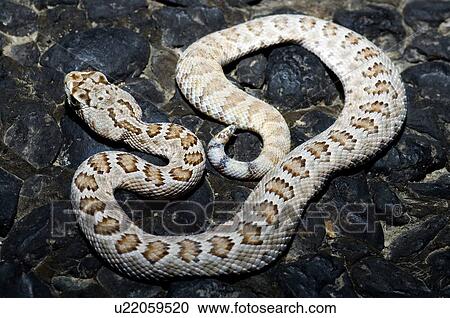 Stock Image - A snake on the rocks. Fotosearch