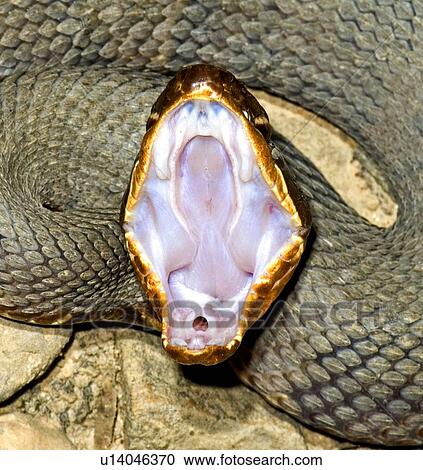 A snake with its mouth wide open View Large Photo Image Stock Image - A snake with its mouth wide open. Fotosearch