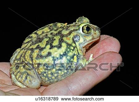 Stock Photo - A spadefoot toad being held. Fotosearch